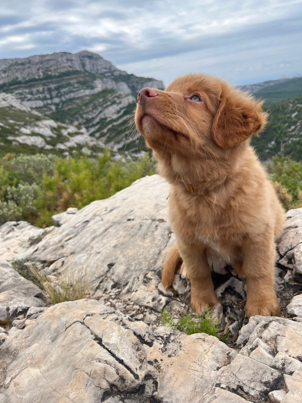 De La Croix Du Puget - Chiots disponibles - Retriever de la Nouvelle-Ecosse