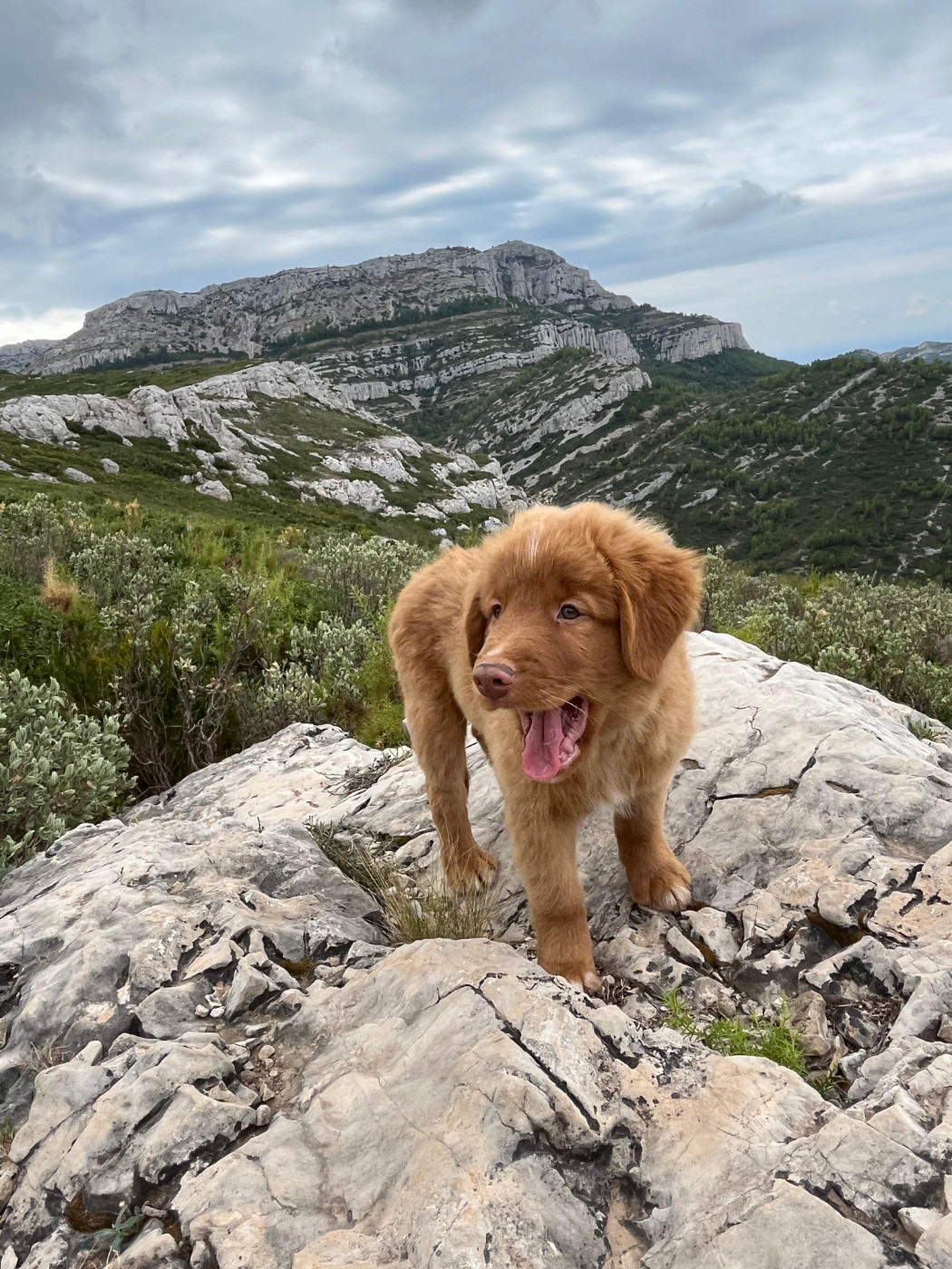 De La Croix Du Puget - Chiots disponibles - Retriever de la Nouvelle-Ecosse