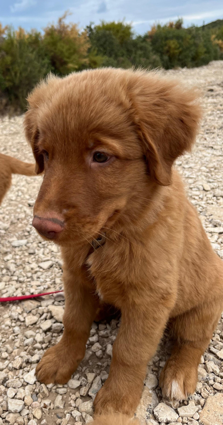De La Croix Du Puget - Chiots disponibles - Retriever de la Nouvelle-Ecosse