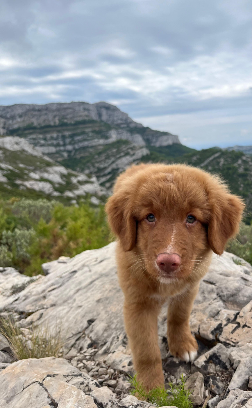 De La Croix Du Puget - Chiots disponibles - Retriever de la Nouvelle-Ecosse