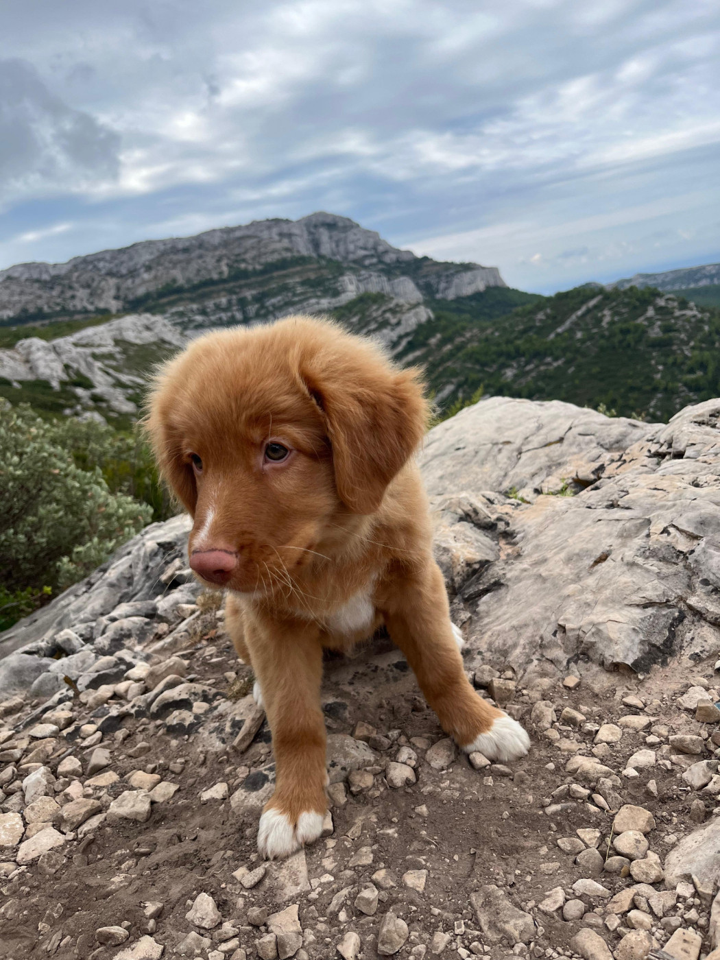 De La Croix Du Puget - Chiots disponibles - Retriever de la Nouvelle-Ecosse